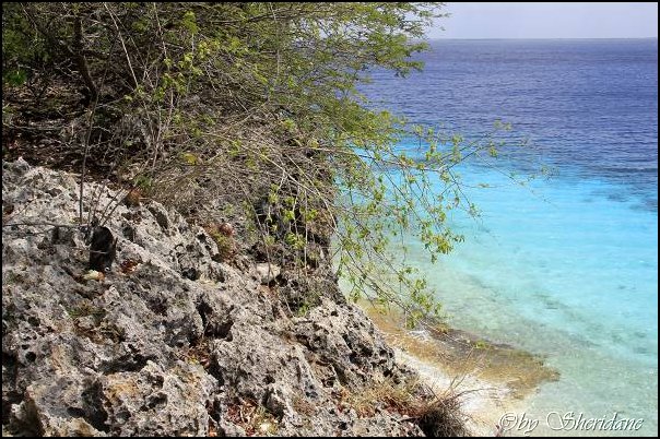 Bonaire024.jpg