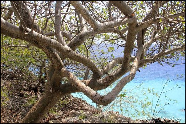 Bonaire028.jpg