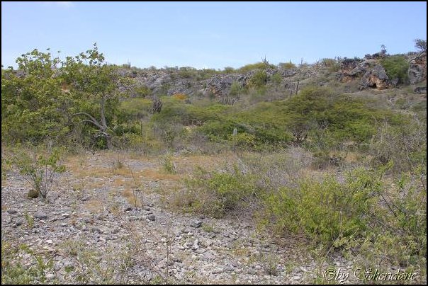 Bonaire029.jpg