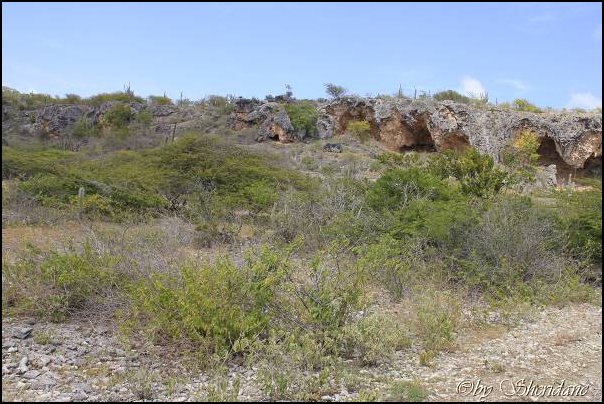 Bonaire030.jpg