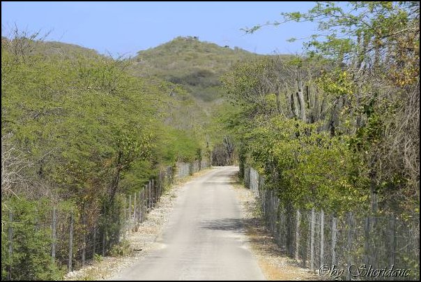 Bonaire034.jpg
