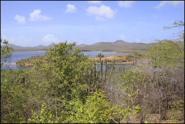 Bonaire036.jpg