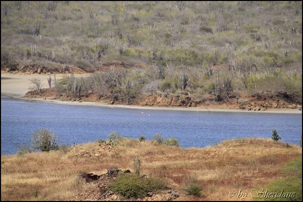 Bonaire038.jpg