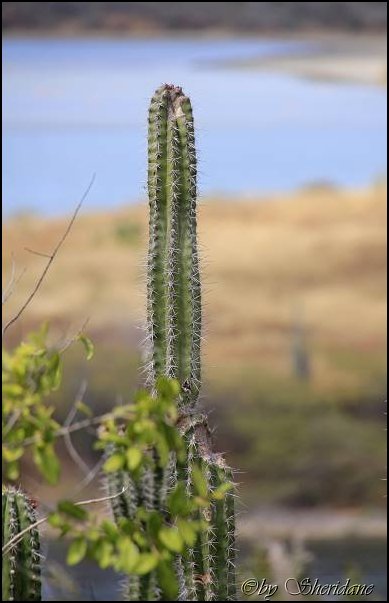 Bonaire039.jpg
