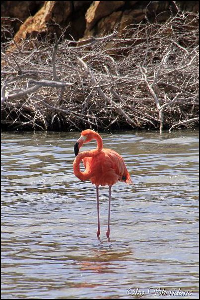 Bonaire044.jpg