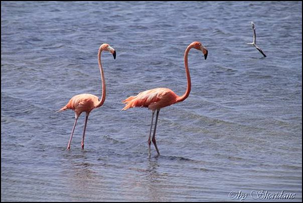 Bonaire045.jpg
