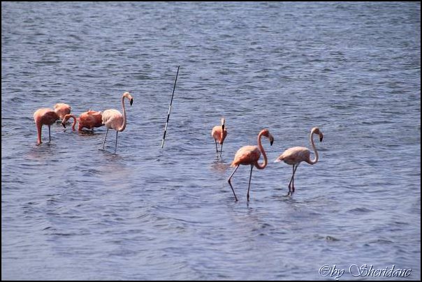 Bonaire046.jpg