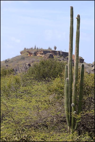 Bonaire057.jpg
