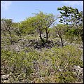 Bonaire016.jpg
