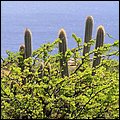 Bonaire017.jpg