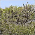 Bonaire018.jpg