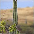 Bonaire039.jpg