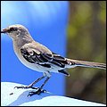 Bonaire041.jpg