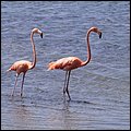Bonaire045.jpg