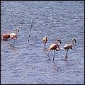 Bonaire046.jpg
