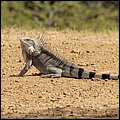 Bonaire047.jpg