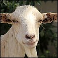 Bonaire049.jpg