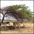 Bonaire056.jpg