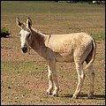 Bonaire058.jpg