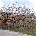 Bonaire059.jpg